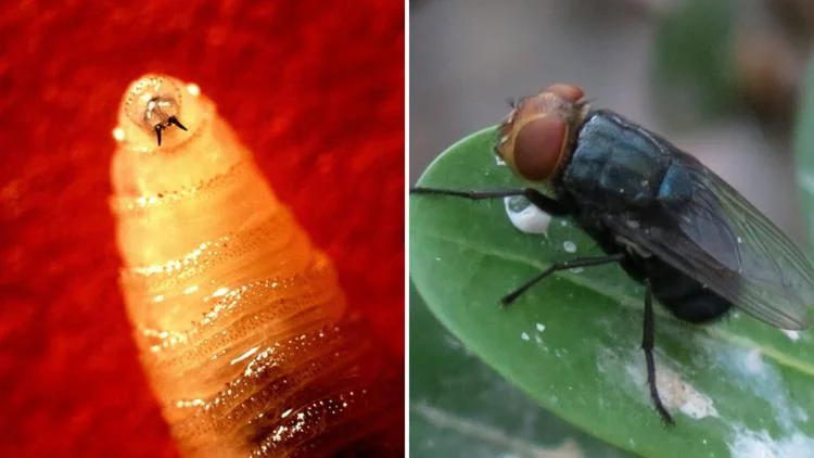 Screwworm fly detected in Texas decades after cattle...