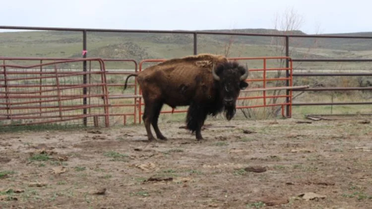 Man charged after 90 head of bison seized from Colorado...