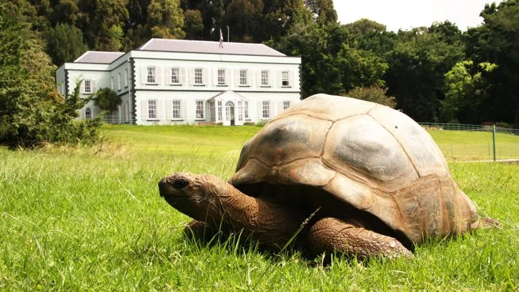 194-year-old Jonathan the tortoise named Guinness World...