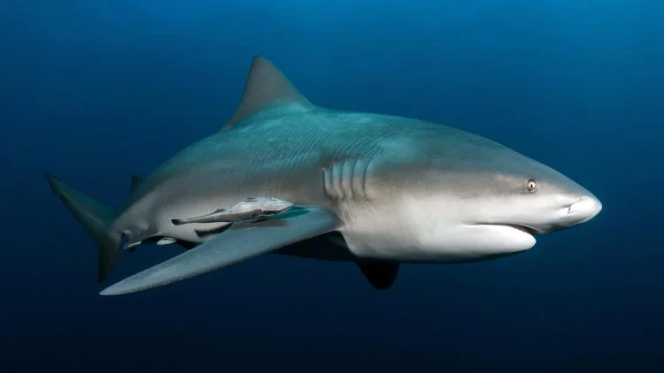 Video appears to show shark attacking man in Florida...