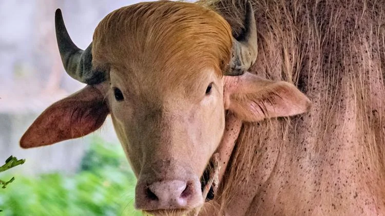 Buffalo named 'Donald Trump' for its golden locks is a...