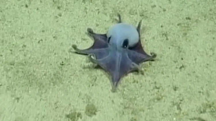 Scientists discovered a new type of octopus. It's bright
