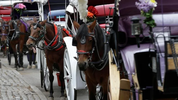 18-year-old dies after being thrown from horse-drawn...