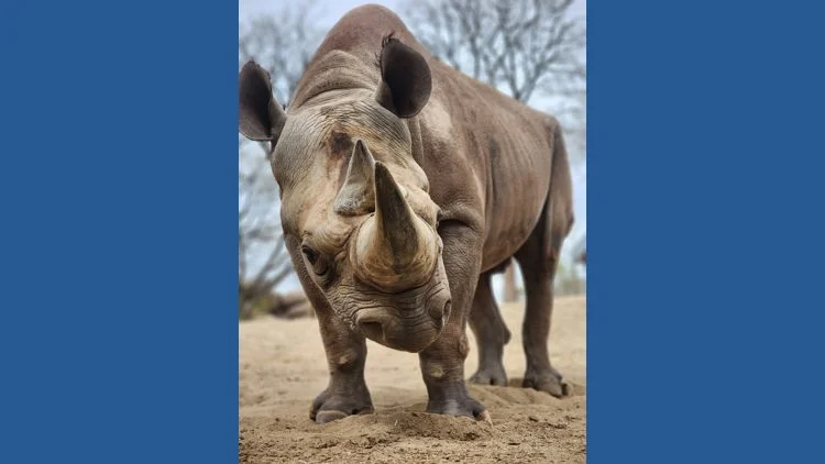Beloved black rhino Rudy euthanized after chronic health