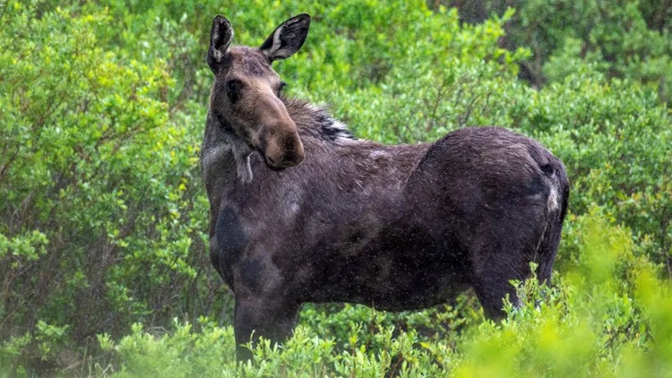 Person seriously hurt in moose attack near Winter Park