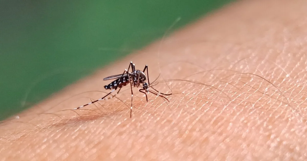 Early mosquito season in Colorado could increase risks...