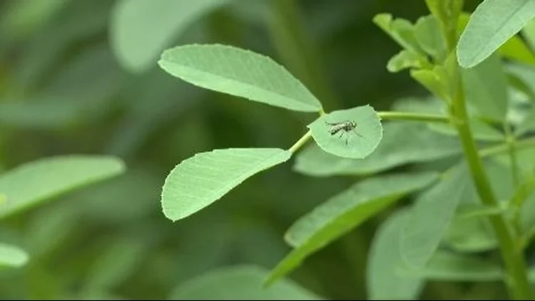 1st human case of West Nile virus reported in Jefferson...