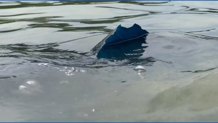 Floating paint pieces, algae bloom raise concerns at...