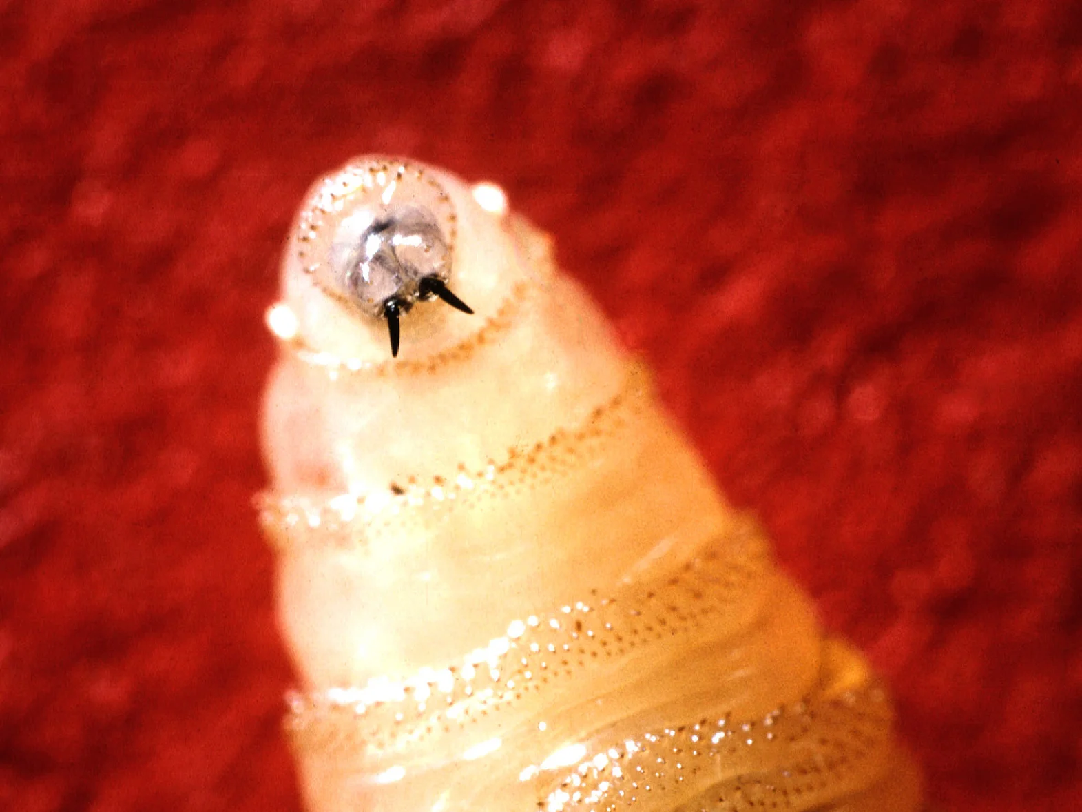 Colorado on alert after parasitic screwworm detected in...