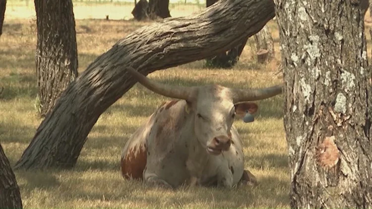 USDA secretary announces response plan to combat New...