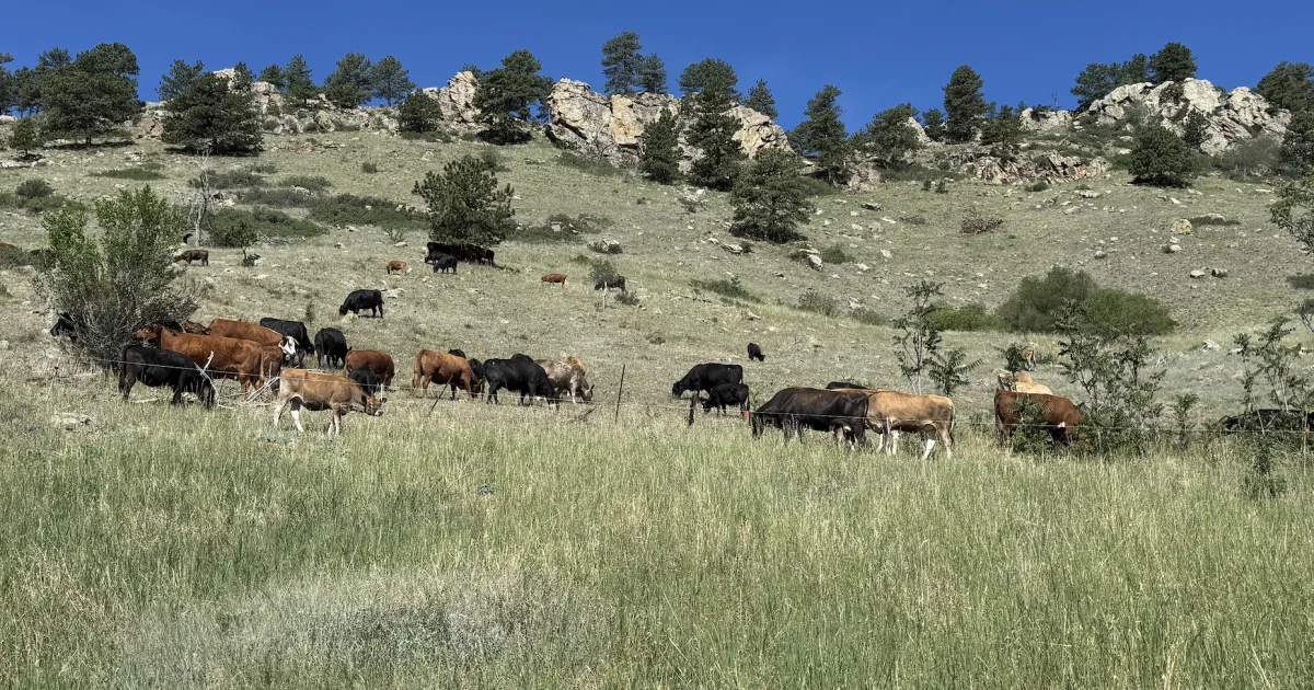 Boulder launches largest-ever wildfire grazing program...