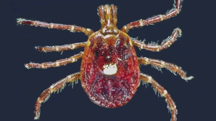 This tick-borne illness makes you allergic to red meat,...