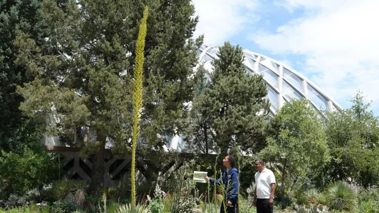 A 12-foot tall plant at Denver Botanic Gardens is in its...