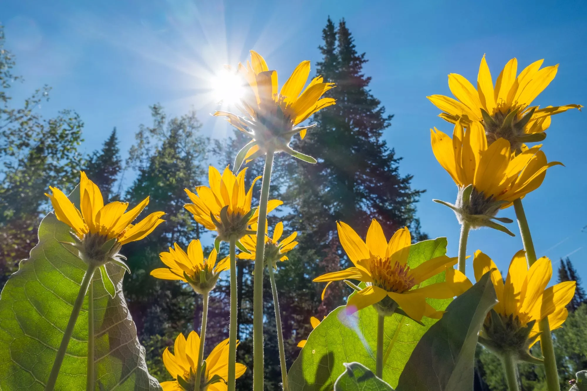 Today’s the deadline forWestword Summer Guide listings