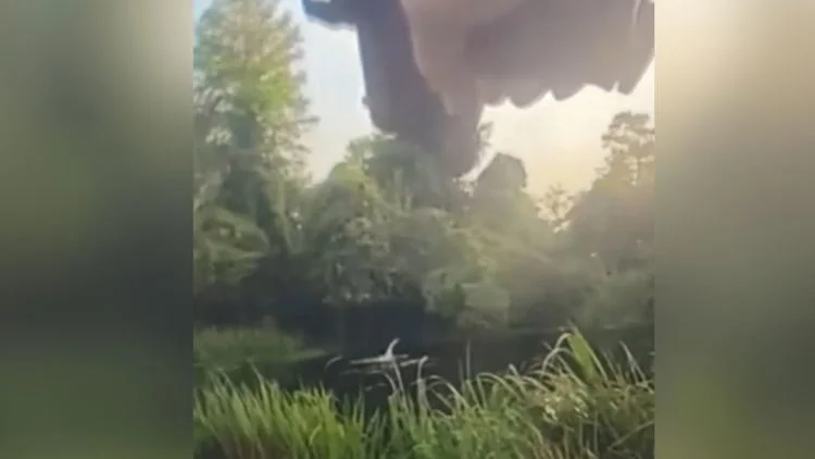 VIDEO: Alligator helps Louisiana police catch fleeing...